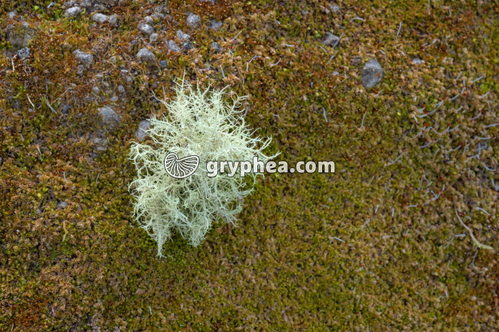 Usnée - Lichen (Açores) - gryphea.com